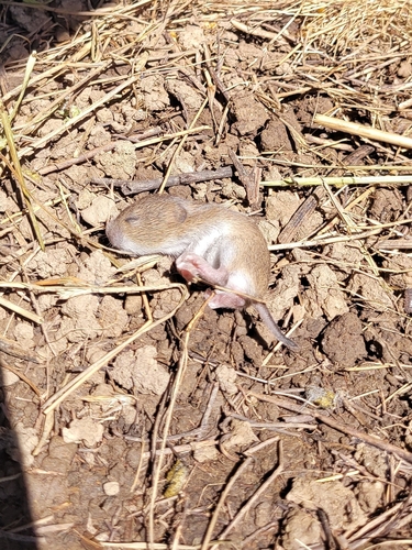 iNaturalist observation photo of California Vole