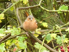 Fringilla coelebs