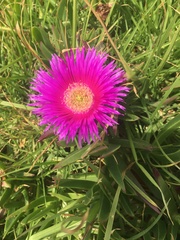 Carpobrotus glaucescens