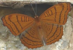 Pseudergolis wedah