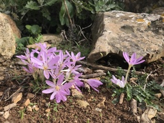 Colchicum cupanii
