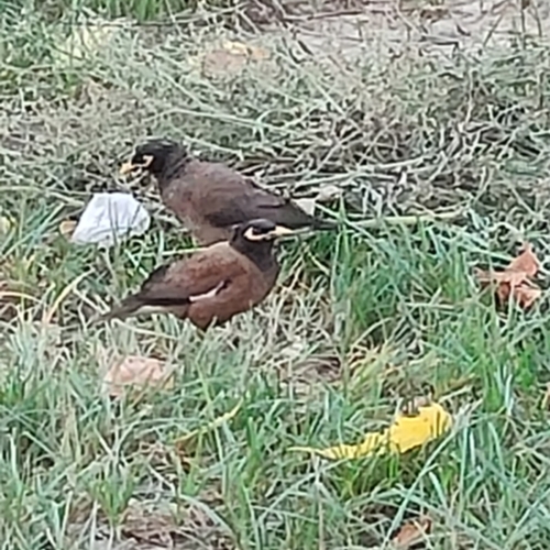 Common Myna