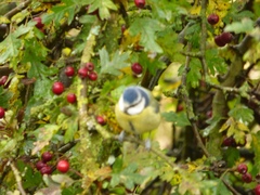 Cyanistes caeruleus
