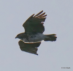 Buteo solitarius