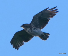 Buteo solitarius