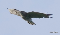 Buteo solitarius