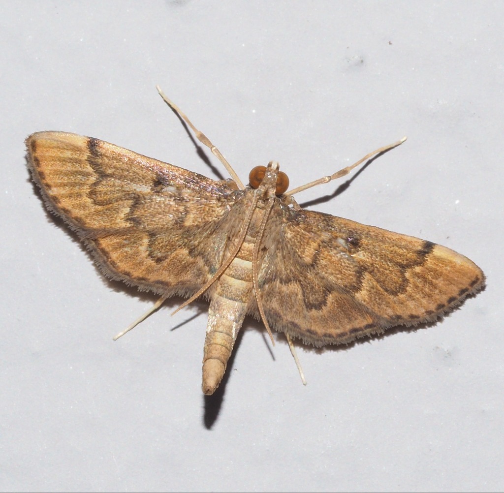 Duponchelia