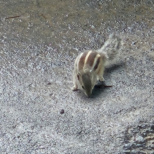 Five-striped Palm Squirrel