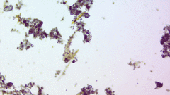 Bacillaria paxillifera