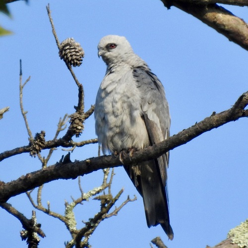 Mississippi Kite