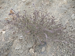 Satureja hortensis