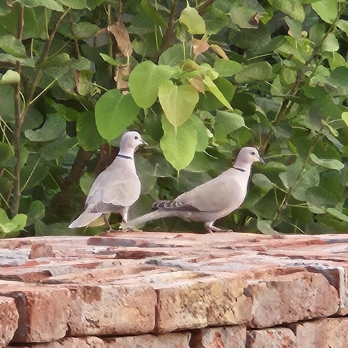 Eurasian Collared-Dove