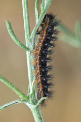 Melitaea phoebe occitanica
