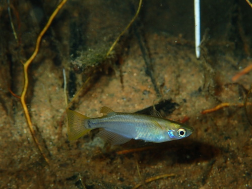 Japanese rice fish (Oryzias latipes) — Adrianichthyidae