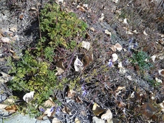 Teucrium orientale