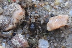Arctosa perita