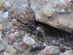 Arctosa perita