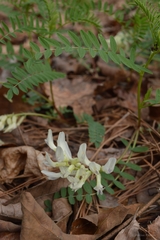 Astragalus crassicarpus trichocalyx