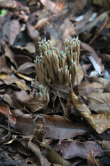 Phaeoclavulina cyanocephala