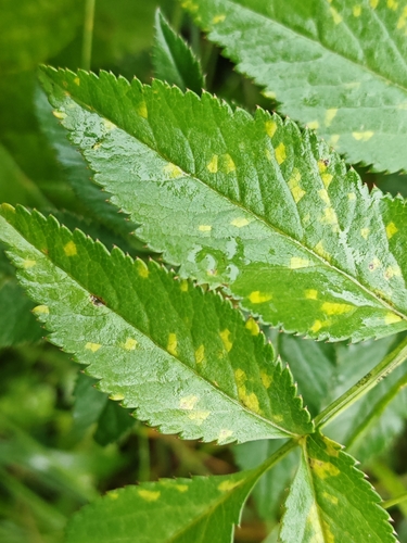 Fusoidiella depressa