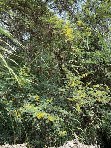 Egyptian acacia