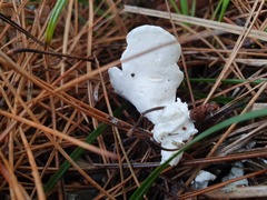 Albatrellaceae