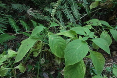 Comanthosphace formosana