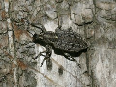 Ithycerus noveboracensis