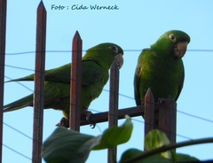 Psittacara leucophthalmus