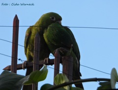 Psittacara leucophthalmus