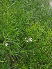 Cakile maritima euxina