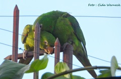 Psittacara leucophthalmus