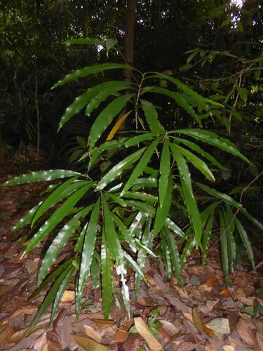 Ixonanthes icosandra observed 2025-08-01