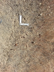 Odocoileus virginianus couesi