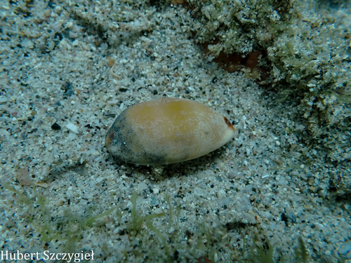 Cypraea isabellamexicana, 2025-03-01