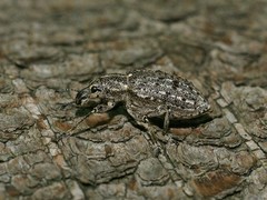 Ithycerus noveboracensis