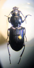 Pterostichus corvinus