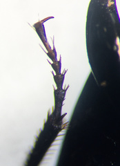 Pterostichus corvinus