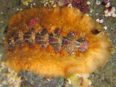Notoplax