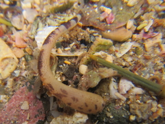 Phascolosoma annulatum