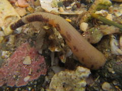 Phascolosoma annulatum