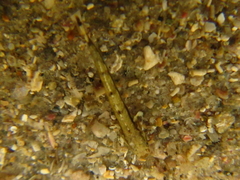 Gobiopsis atrata