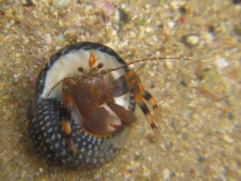 Pagurixus hectori