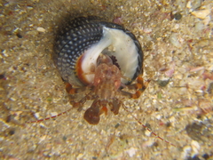 Pagurixus hectori