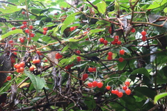 Solanum pittosporifolium