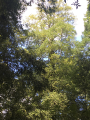 Atherosperma moschatum