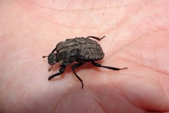 Aulacopris reichei