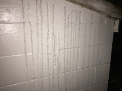 Technomyrmex jocosus