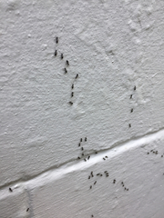 Technomyrmex jocosus