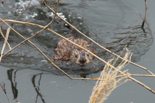 Muskrat